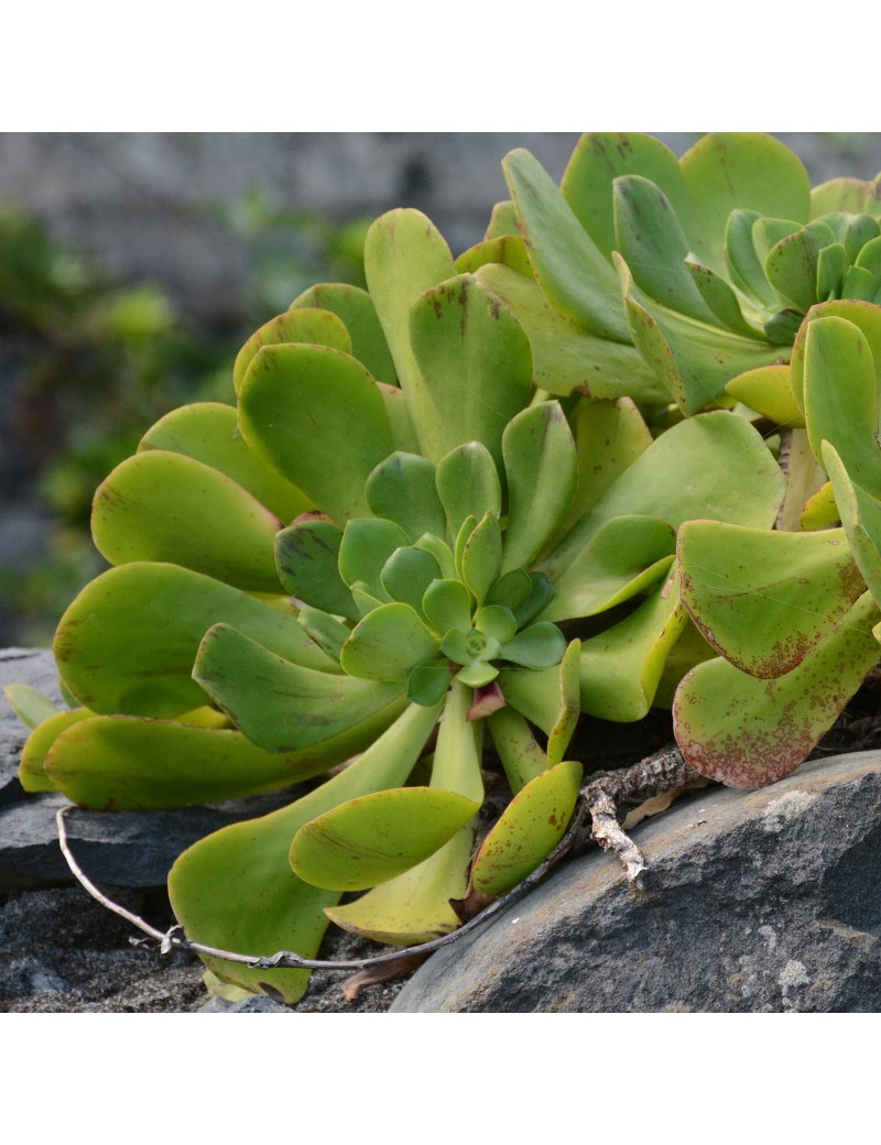 Aeonium glutinosum Aeonium glutinosum