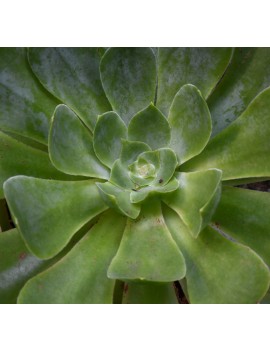 Aeonium cuneatum