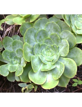 Aeonium cuneatum