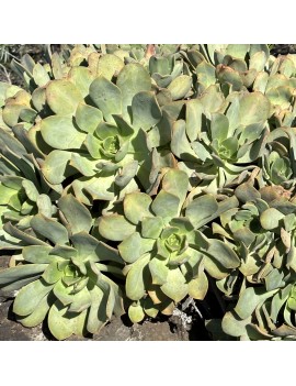 Aeonium davidbramwellii