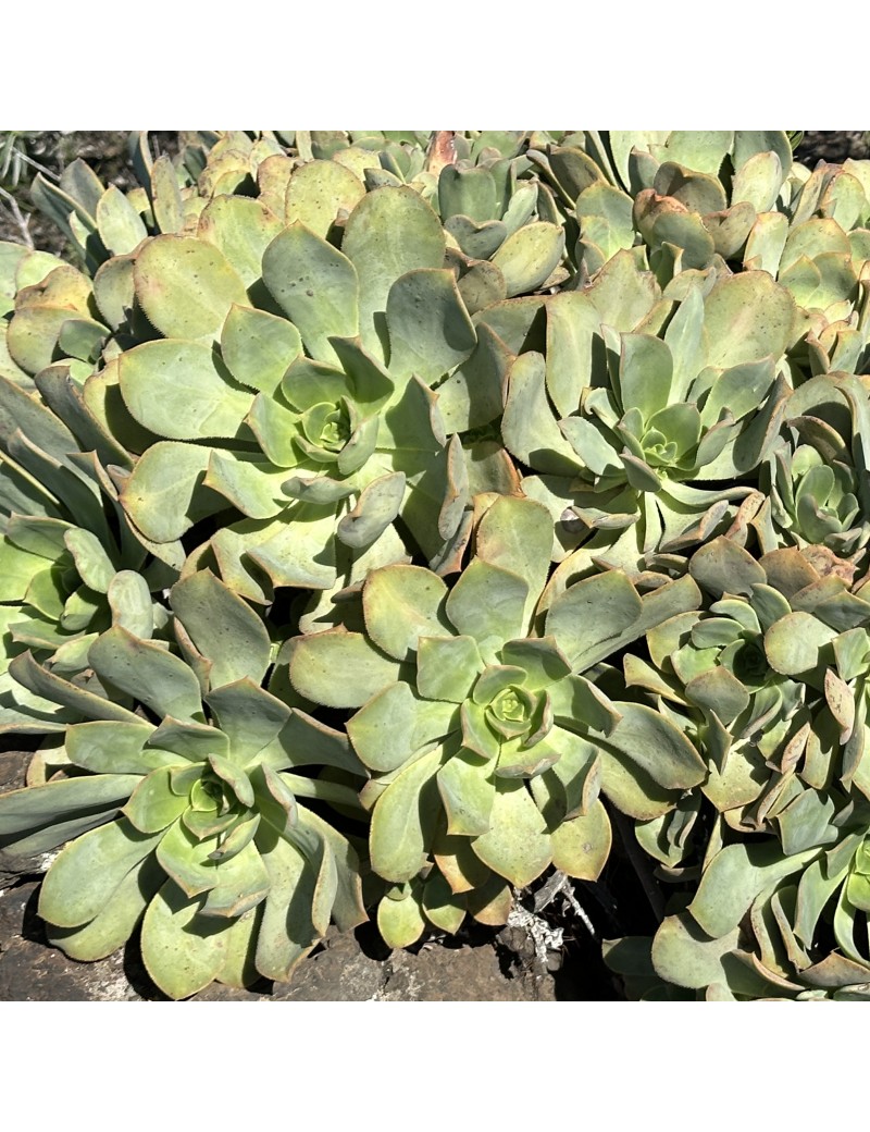 Aeonium davidbramwellii