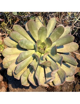 Aeonium davidbramwellii