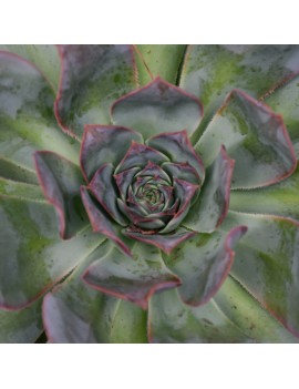 Aeonium hierrense