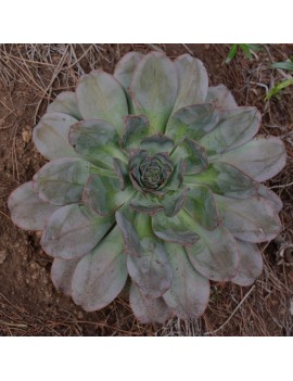 Aeonium hierrense