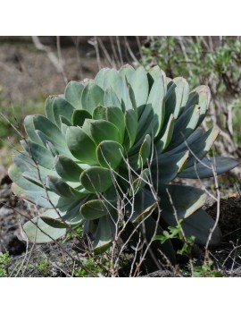 Aeonium hierrense