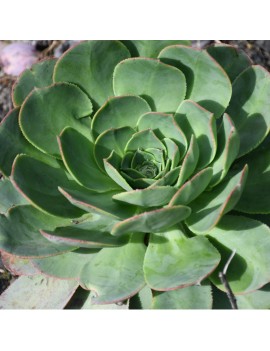 Aeonium hierrense