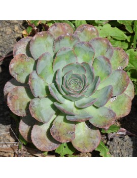 Aeonium hierrense