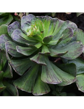 Aeonium glutinosum