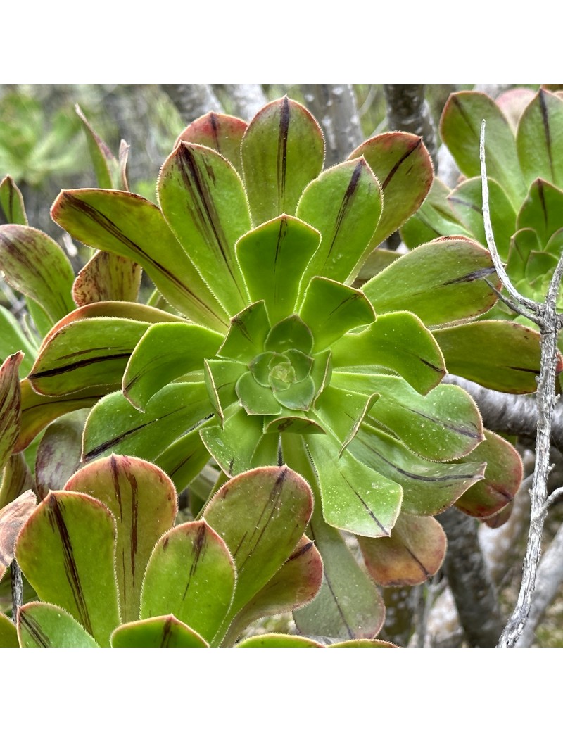 Aeonium arboreum ssp. holochrysum