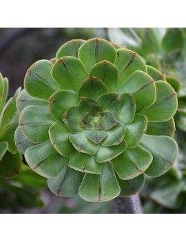 Aeonium arboreum ssp. holochrysum