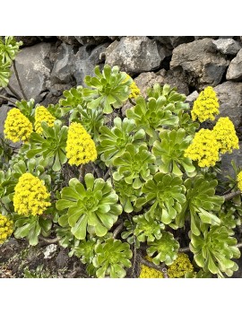 Aeonium arboreum ssp. holochrysum