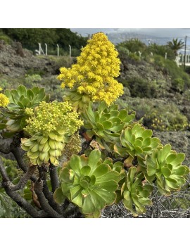 Aeonium arboreum ssp. holochrysum