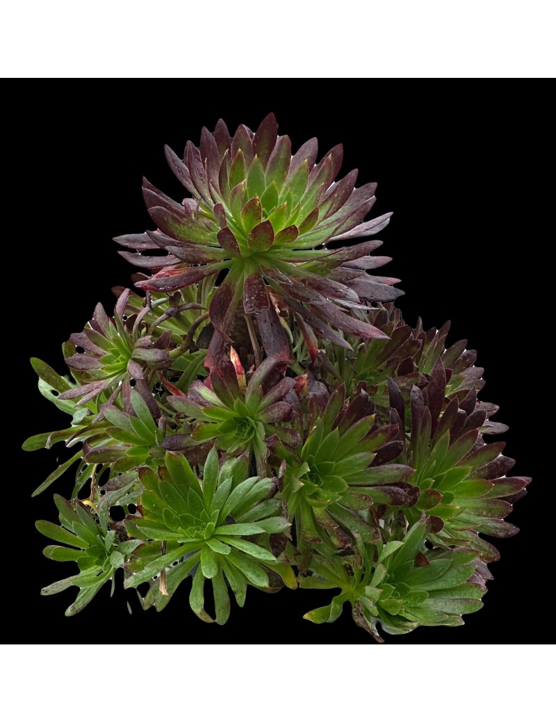 Aeonium 'Black Magic'