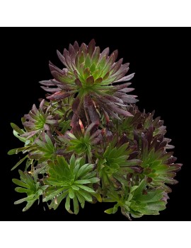 Aeonium 'Black Magic'