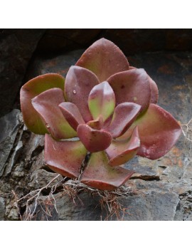 Aeonium glutinosum