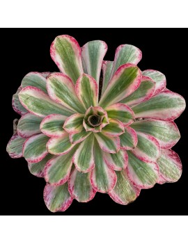 Aeonium 'Rubrolineatum Variegated'