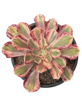 Aeonium 'Rubrolineatum Variegated'