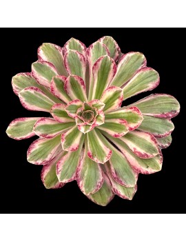 Aeonium 'Rubrolineatum Variegated'