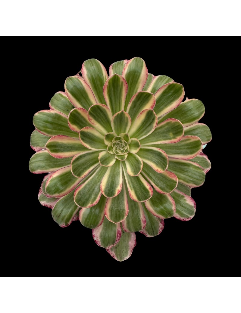 Aeonium 'Rubrolineatum Variegated' Aeonium 'Rubrolineatum Variegated'