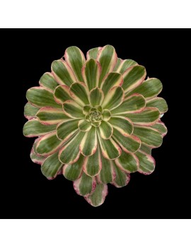 Aeonium 'Rubrolineatum Variegated'