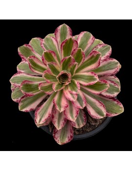 Aeonium 'Rubrolineatum Variegated'