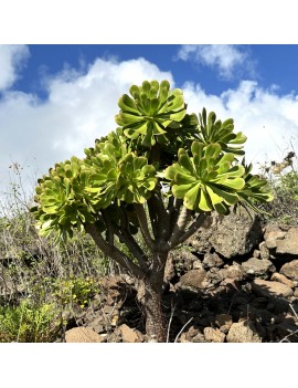 Aeonium arboreum ssp. holochrysum var. rubrolineatum