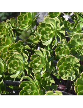 Aeonium arboreum ssp. holochrysum var. rubrolineatum