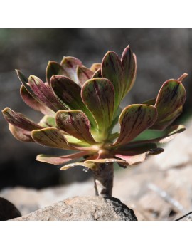 Aeonium arboreum ssp. holochrysum var. rubrolineatum