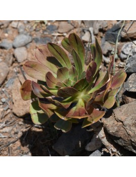 Aeonium arboreum ssp. holochrysum var. rubrolineatum