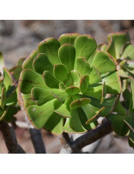 Aeonium arboreum ssp. holochrysum var. rubrolineatum