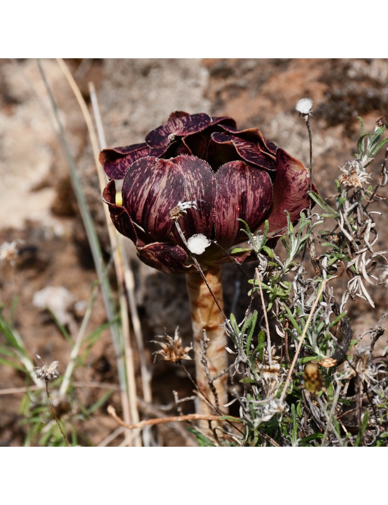 Aeonium arboreum ssp. holochrysum var. rubrolineatum