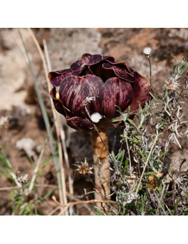 Aeonium arboreum ssp. holochrysum var. rubrolineatum