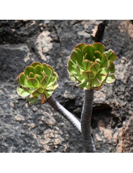 Aeonium arboreum ssp. holochrysum var. rubrolineatum