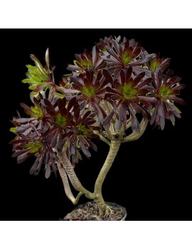 Aeonium 'Merry Maiden'