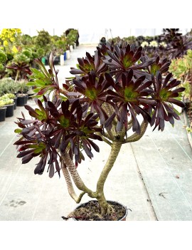 Aeonium 'Merry Maiden'