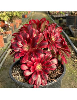 Aeonium 'Medusa'