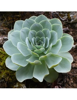 Aeonium aureum