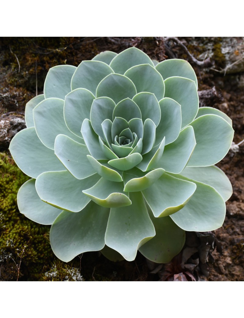 Aeonium aureum