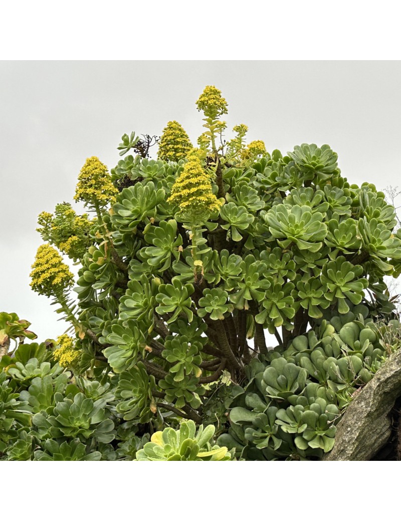 Aeonium korneliuslemsii maritime