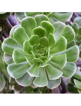 Aeonium korneliuslemsi Anti-Atlas