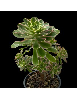 Aeonium 'Green Rose'