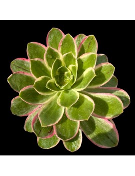 Aeonium 'Green Rose'