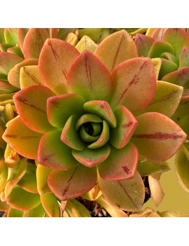 Aeonium x gulliveri nobile x sedifolium - x gulliveri