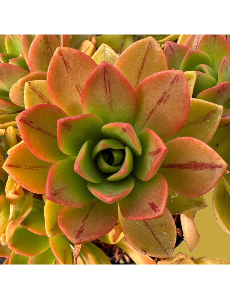 Aeonium x gulliveri nobile x sedifolium - x gulliveri