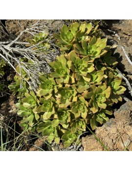 Aeonium nobile x sedifolium - x gulliveri