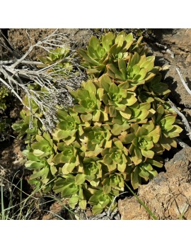 Aeonium x gulliveri Aeonium nobile x sedifolium - x gulliveri