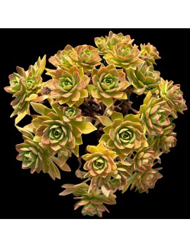 Aeonium x gulliveri Aeonium nobile x sedifolium - x gulliveri