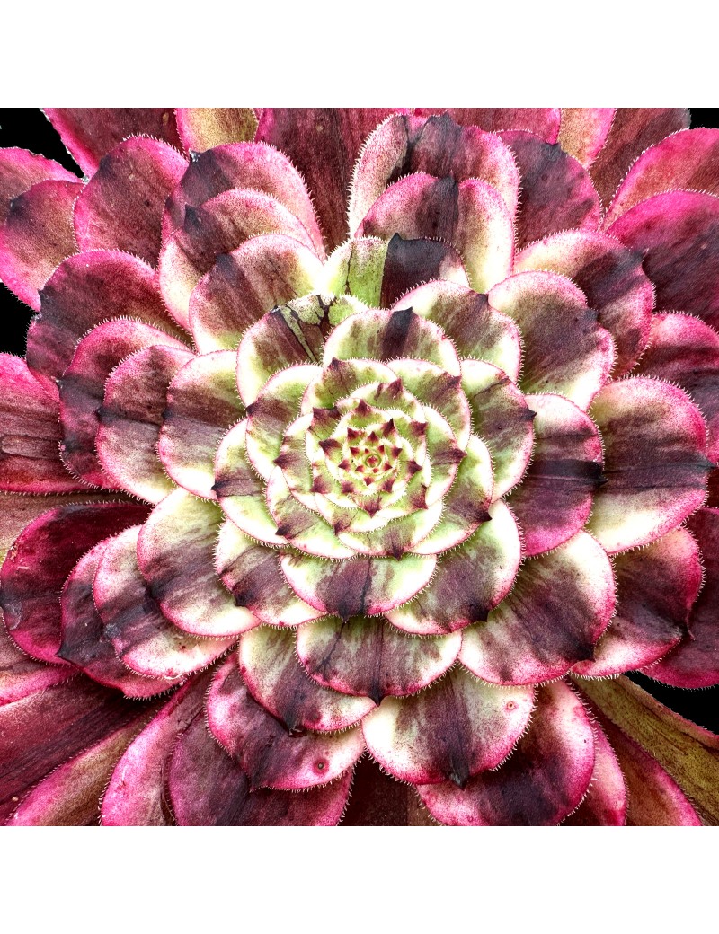 Aeonium 'Super Ink'