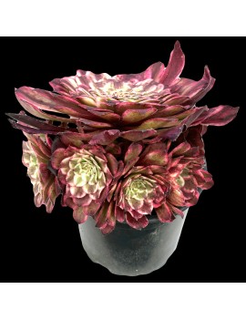 Aeonium 'Super Ink'