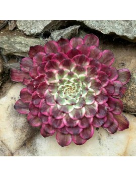 Aeonium 'Super Ink'